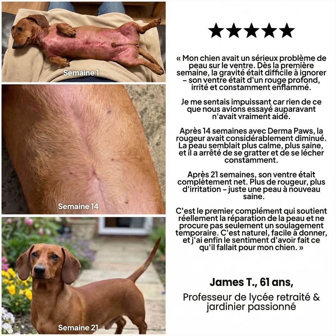DermaPaws – Gouttes anti-démangeaisons recommandées par les vétérinaires